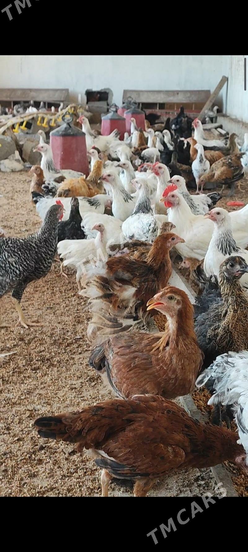 ferma towuk juyje induk sygyr - Ашхабад - img 9