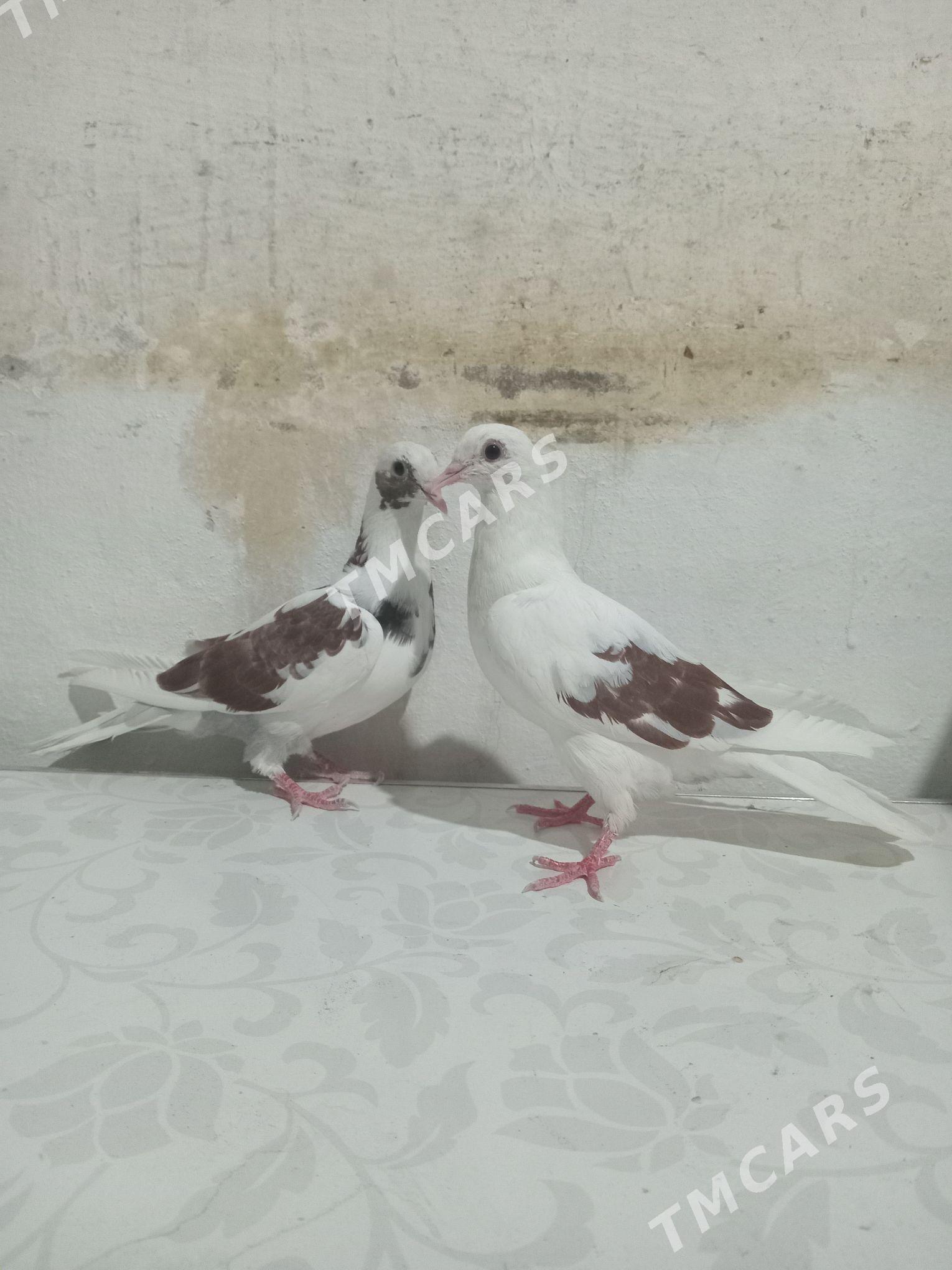 guṣ - Gyzylarbat - img 2