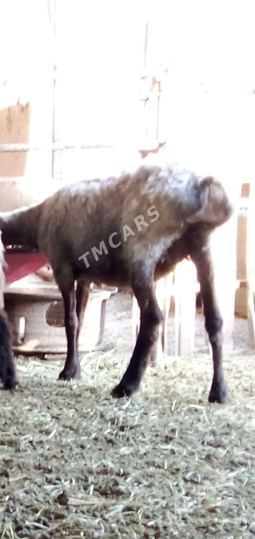 Goýun 2 sanak we Tokly 5 sanak - Гёкдепе - img 2