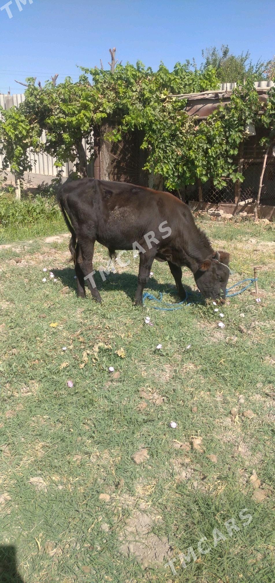 Öküzler - Çärjew - img 2