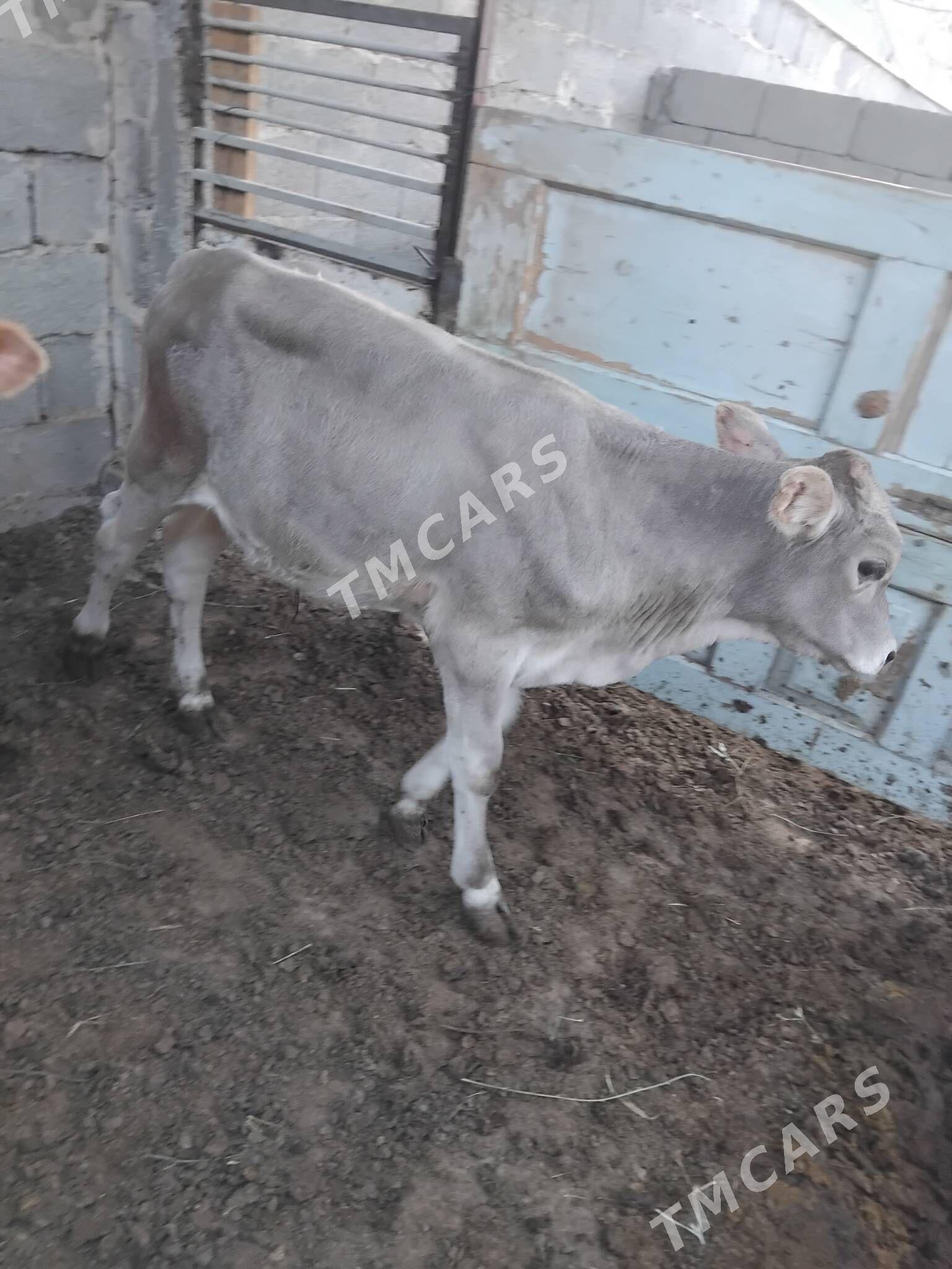 öküzçe - Gökje - img 2