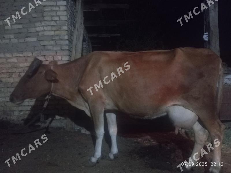 BOGAZ SYGYR - Murgap - img 2