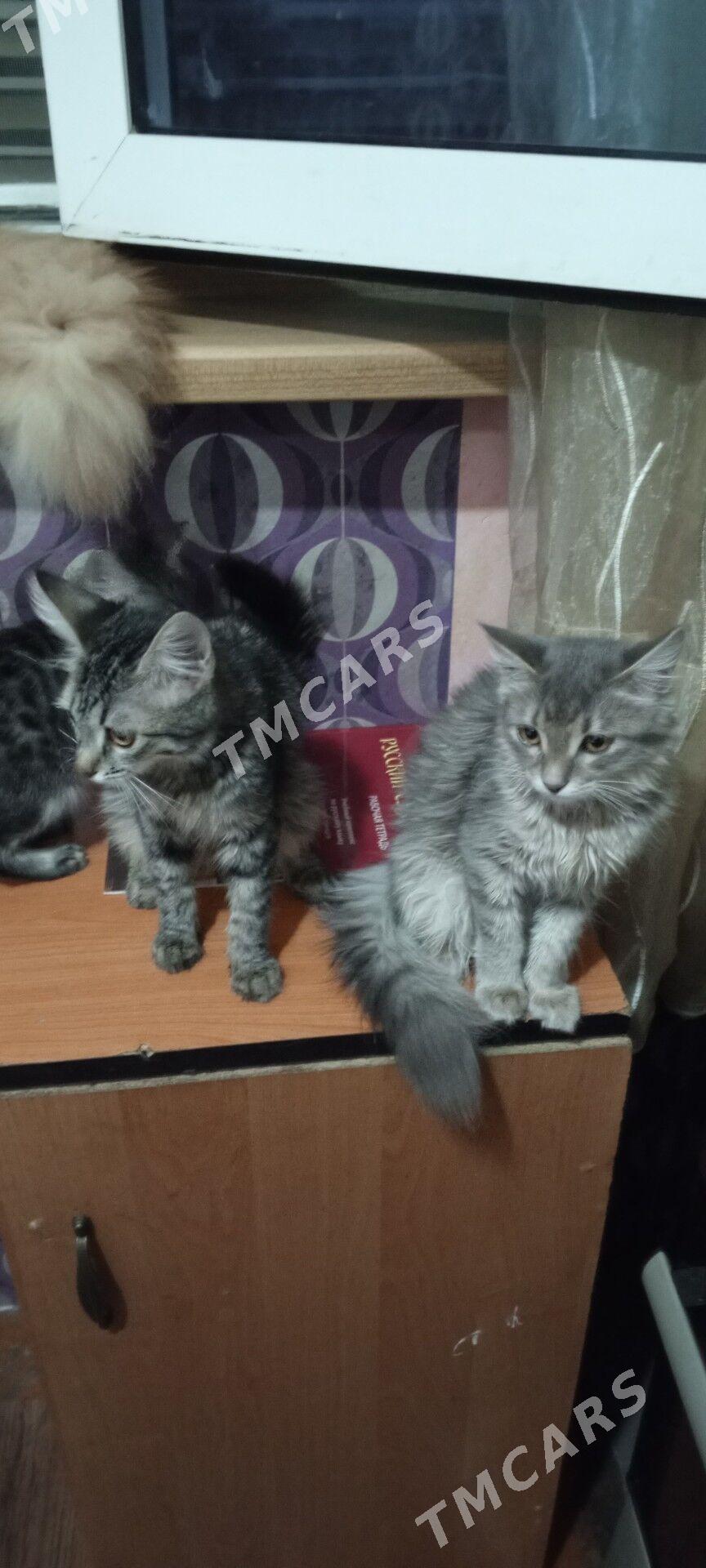 котята - Ашхабад - img 2