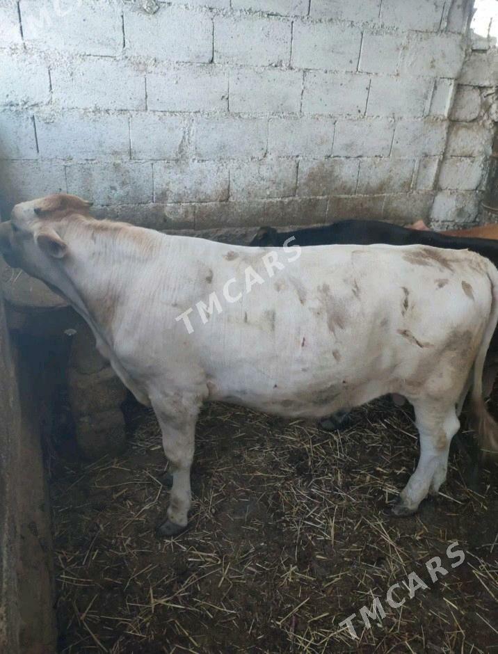 Öküzçe - Gyzylarbat - img 3