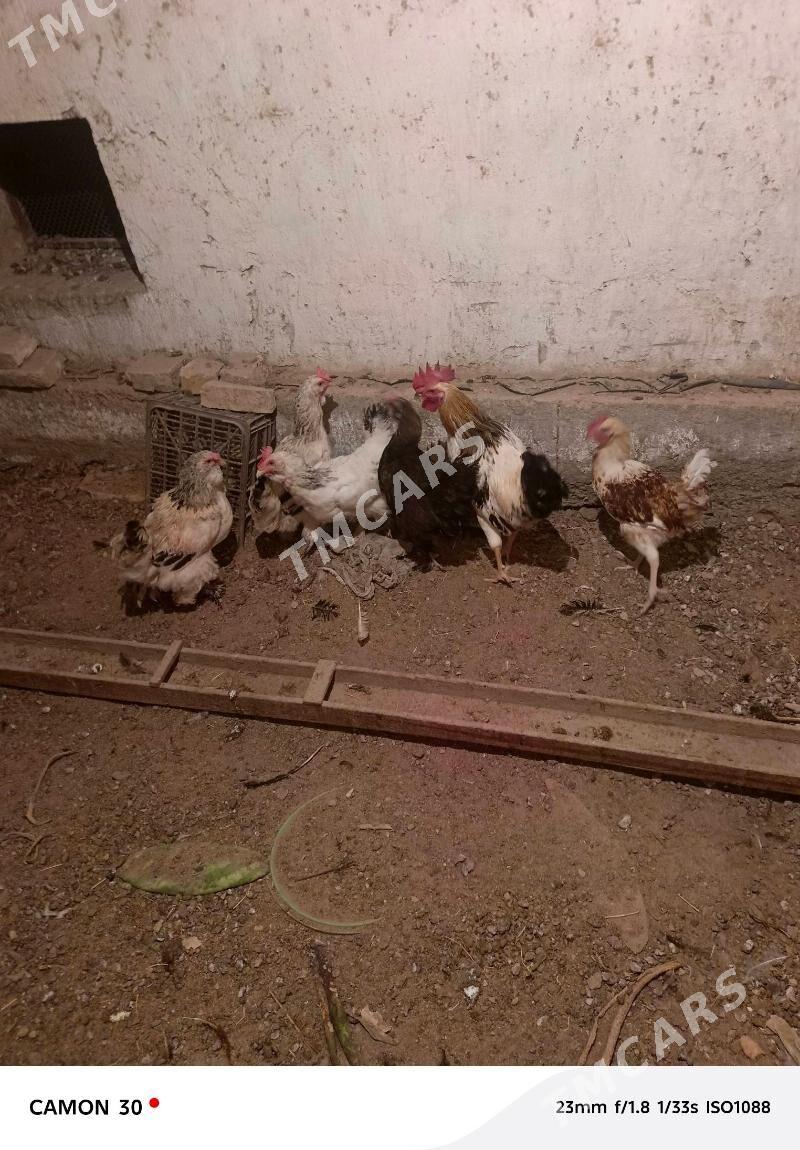 balgar towuklar bn horoz - Сакарчага - img 2