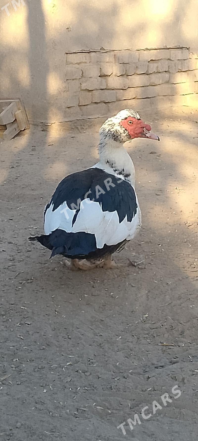 indushka - Şabat etr. - img 2