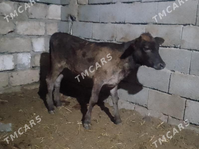 3öküzçe 2tüwe - Gyzylarbat - img 2