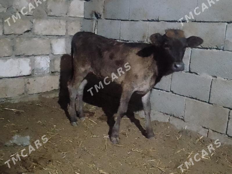 3öküzçe 2tüwe - Gyzylarbat - img 3
