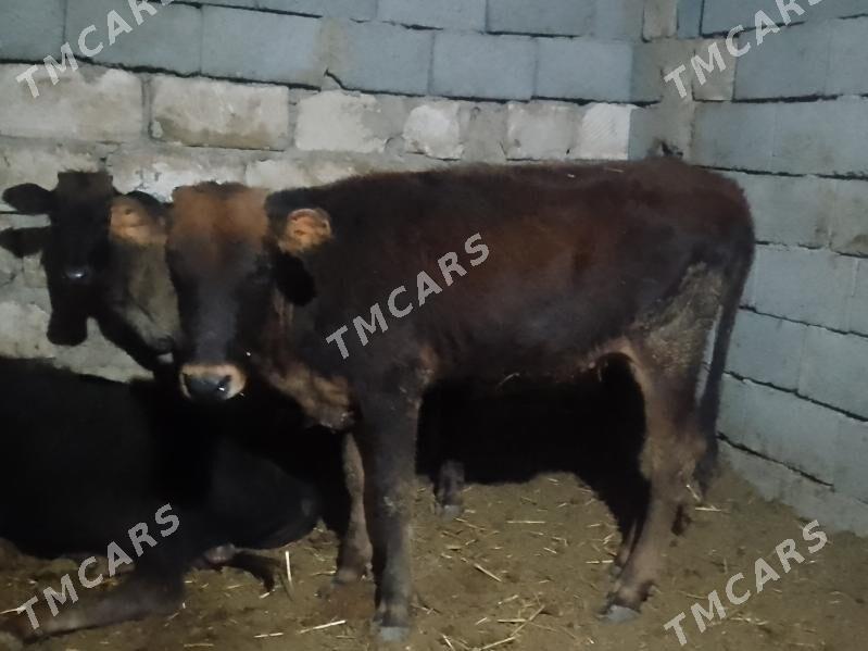 3öküzçe 2tüwe - Gyzylarbat - img 5