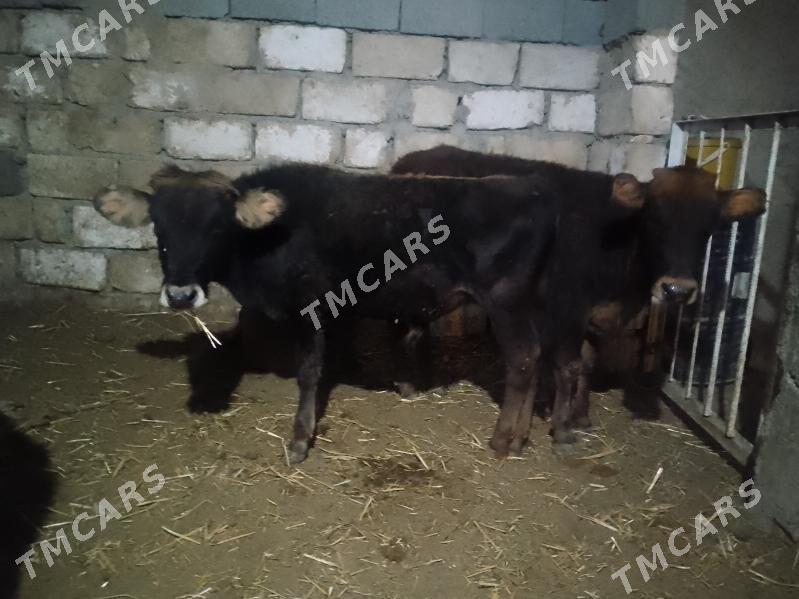 3öküzçe 2tüwe - Gyzylarbat - img 7
