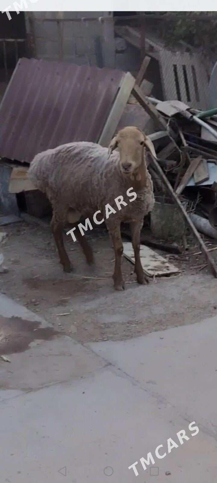 Gisar Goc - Балканабат - img 3