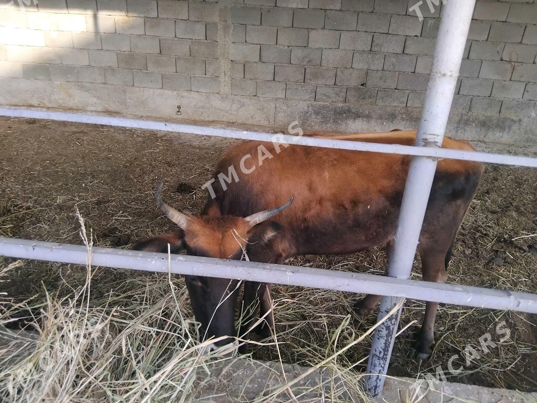 gysyr.sygyr - Гёкдепе - img 2