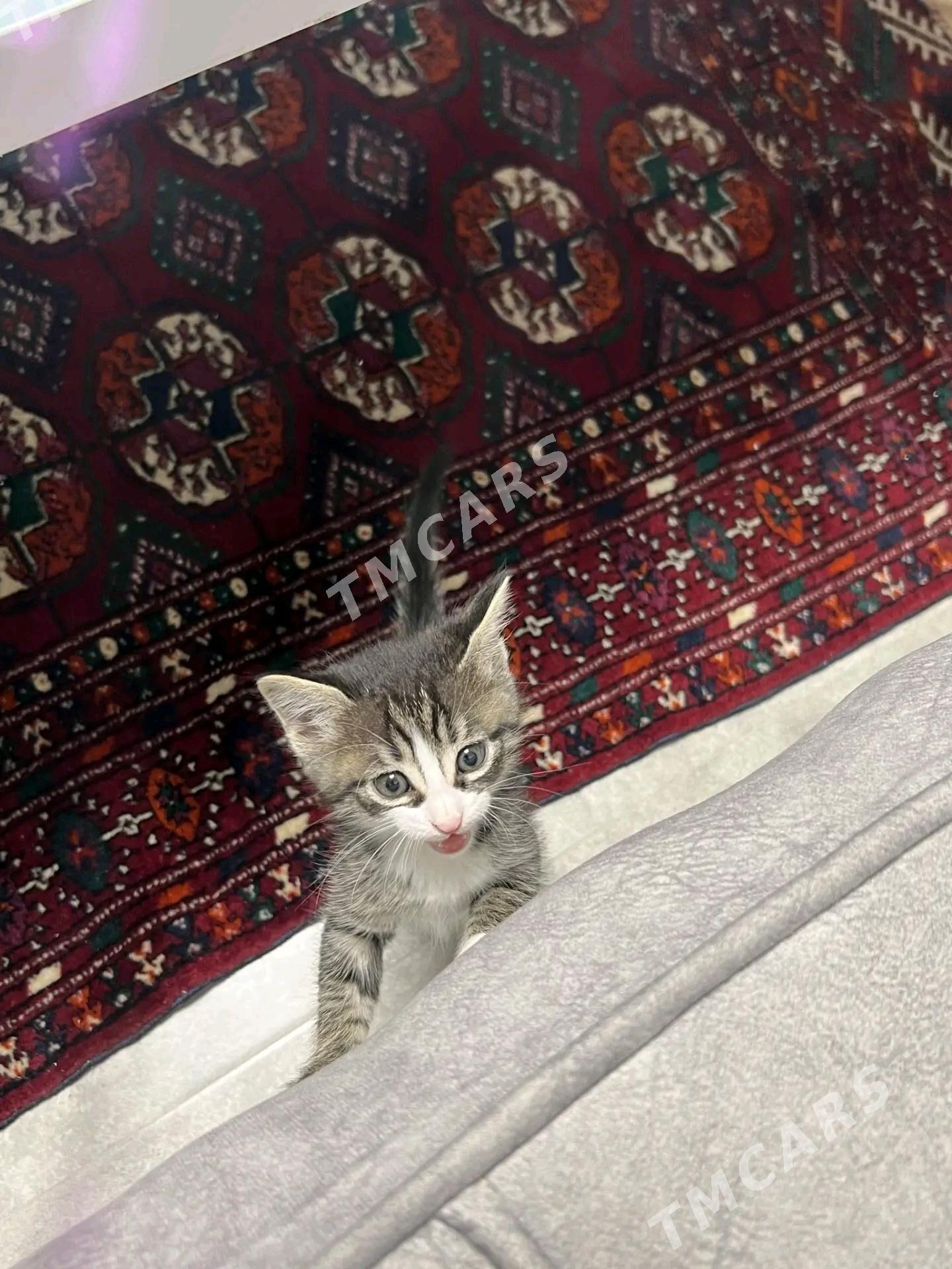 Котёнок в добрые и заботливые - Aşgabat - img 4