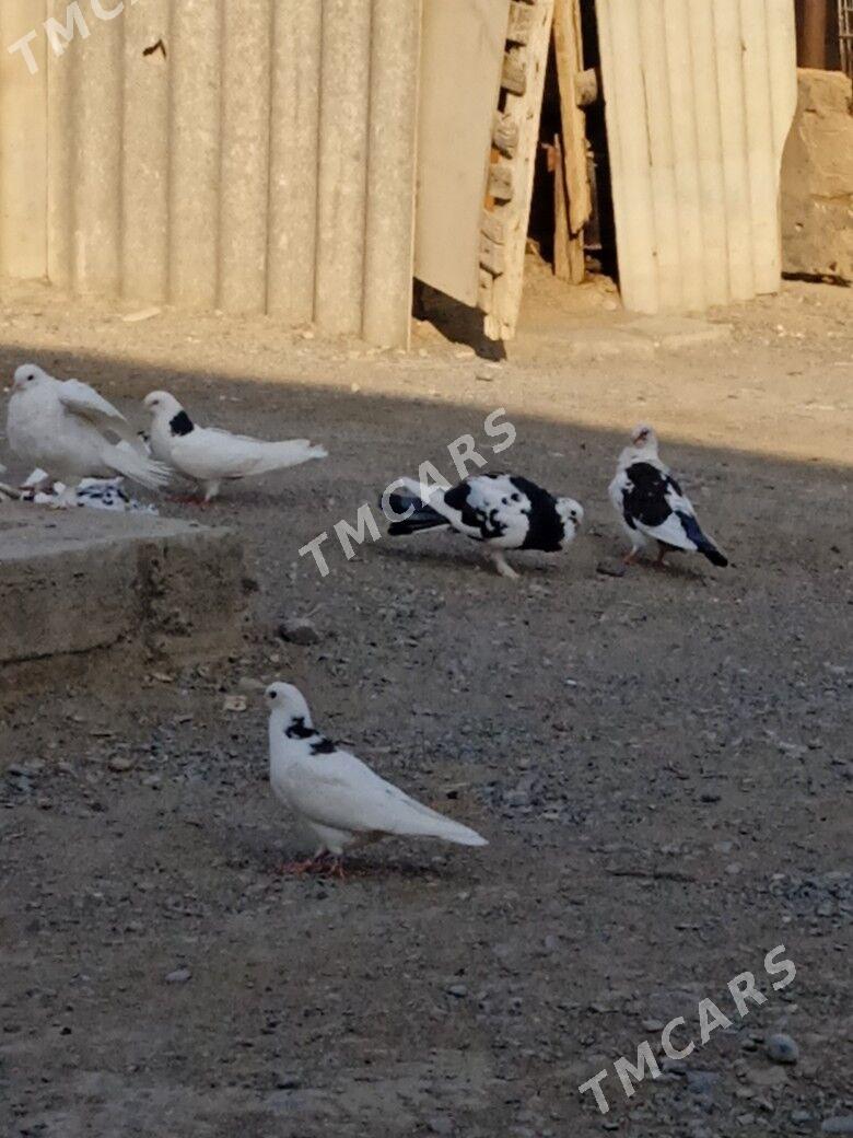 kepderi голуби - Aşgabat - img 9
