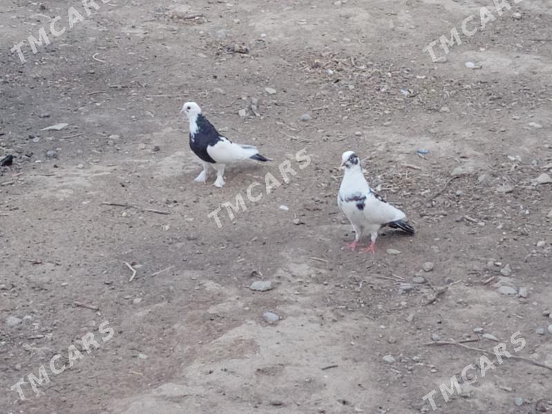 kepderi голуби - Aşgabat - img 5