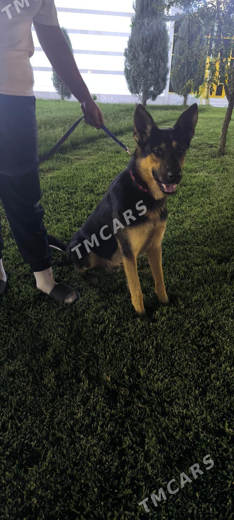 Awcarka - Mary - img 2