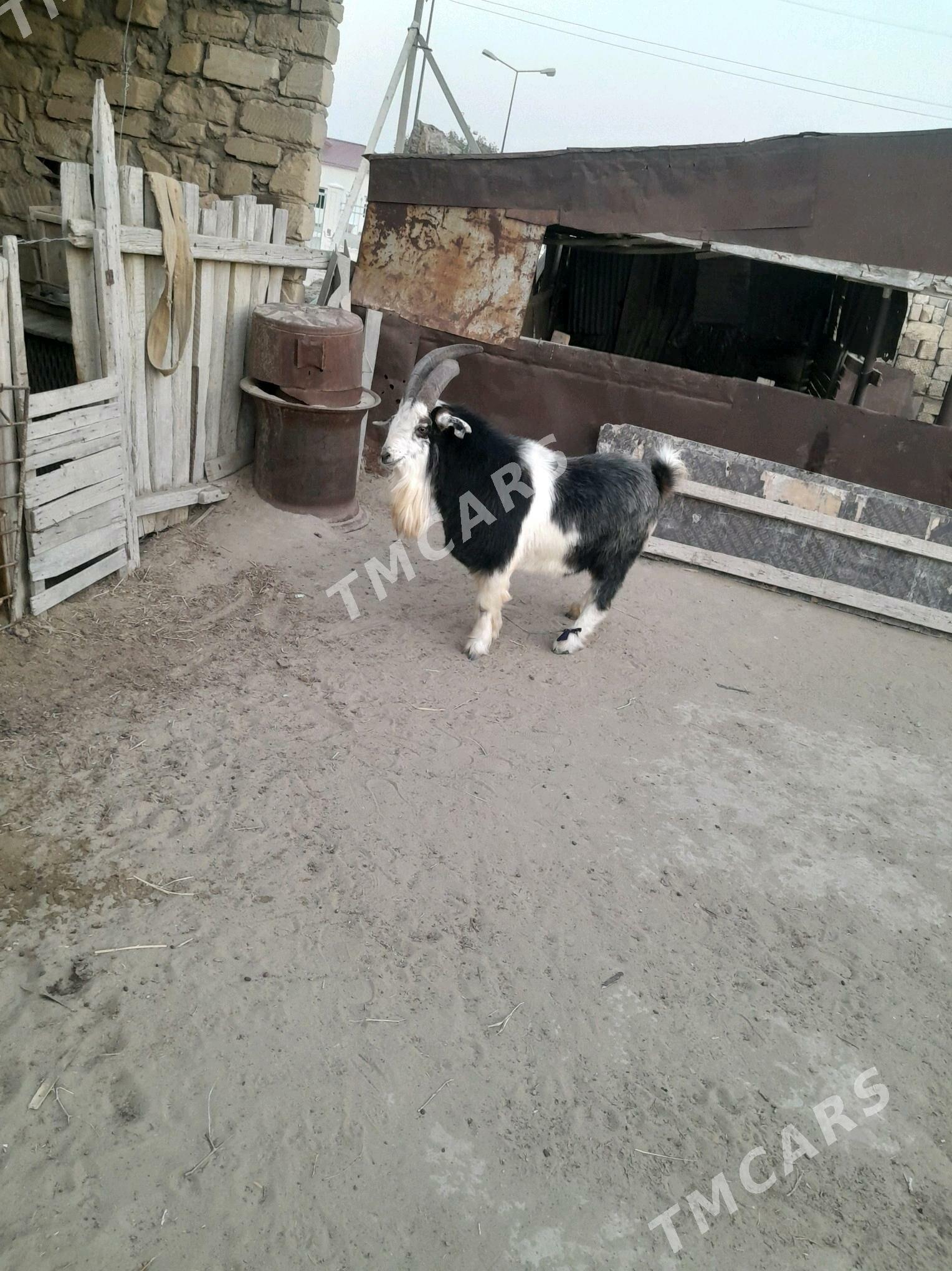 geci (teke) - Gumdag - img 3