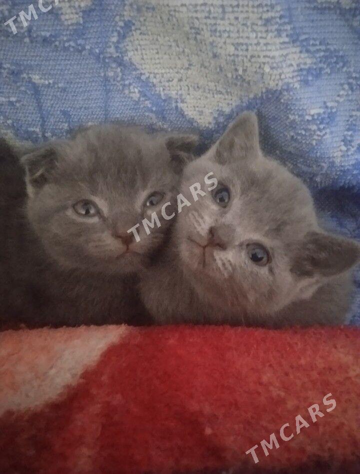 котята - Türkmenabat - img 2