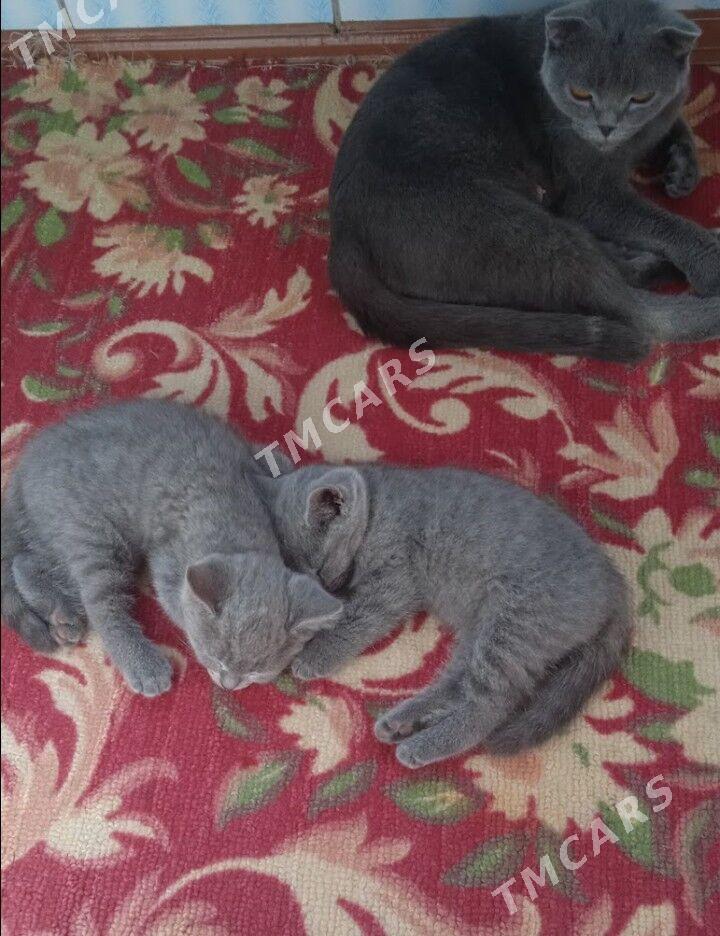 котята - Türkmenabat - img 5