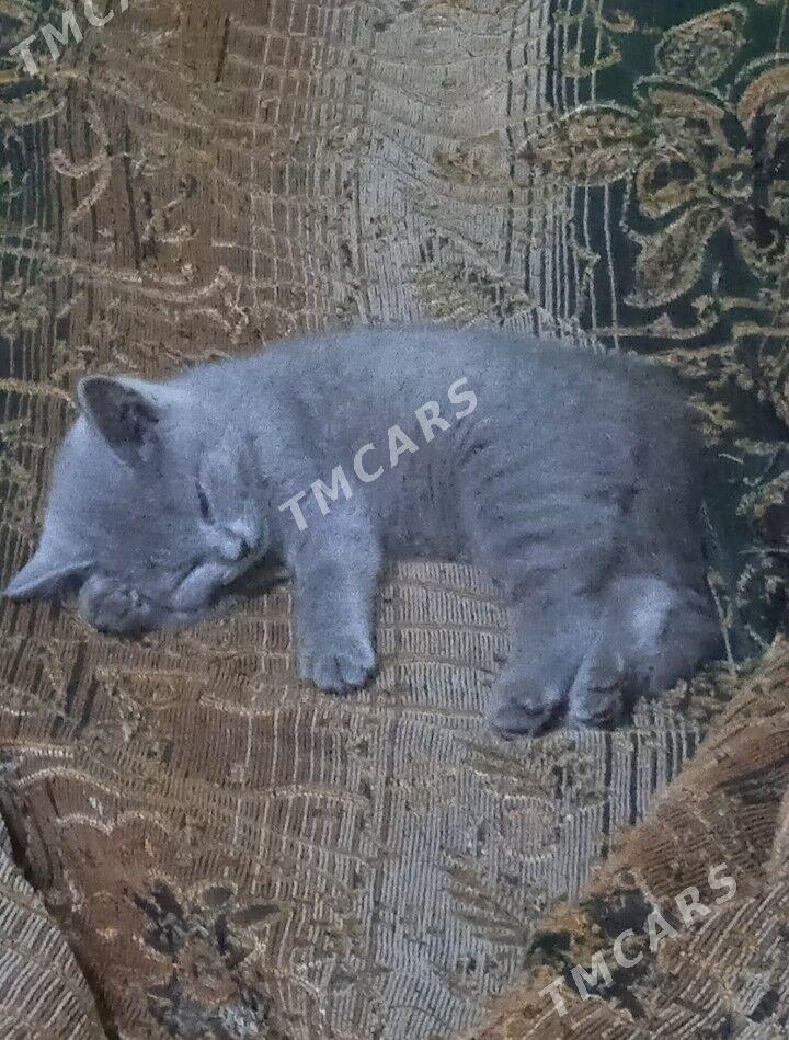 котята - Türkmenabat - img 4