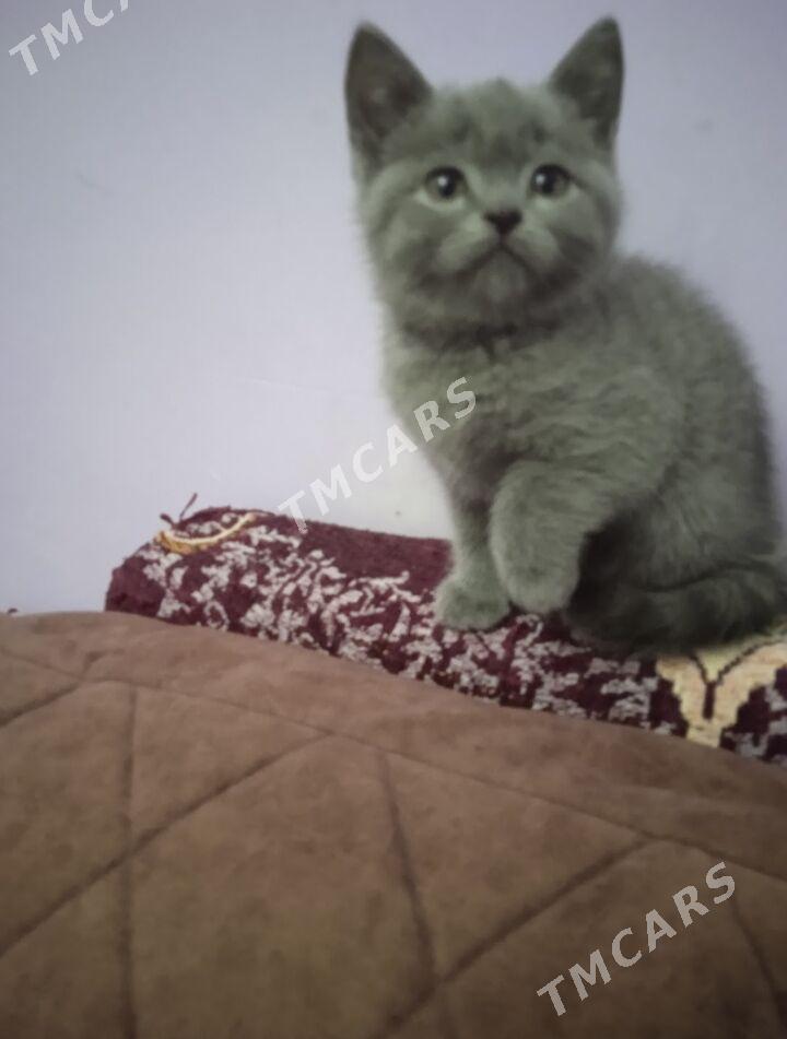 котята - Türkmenabat - img 3