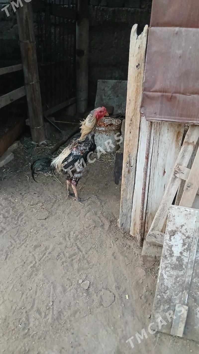 Taskent horaz - Çoganly - img 2