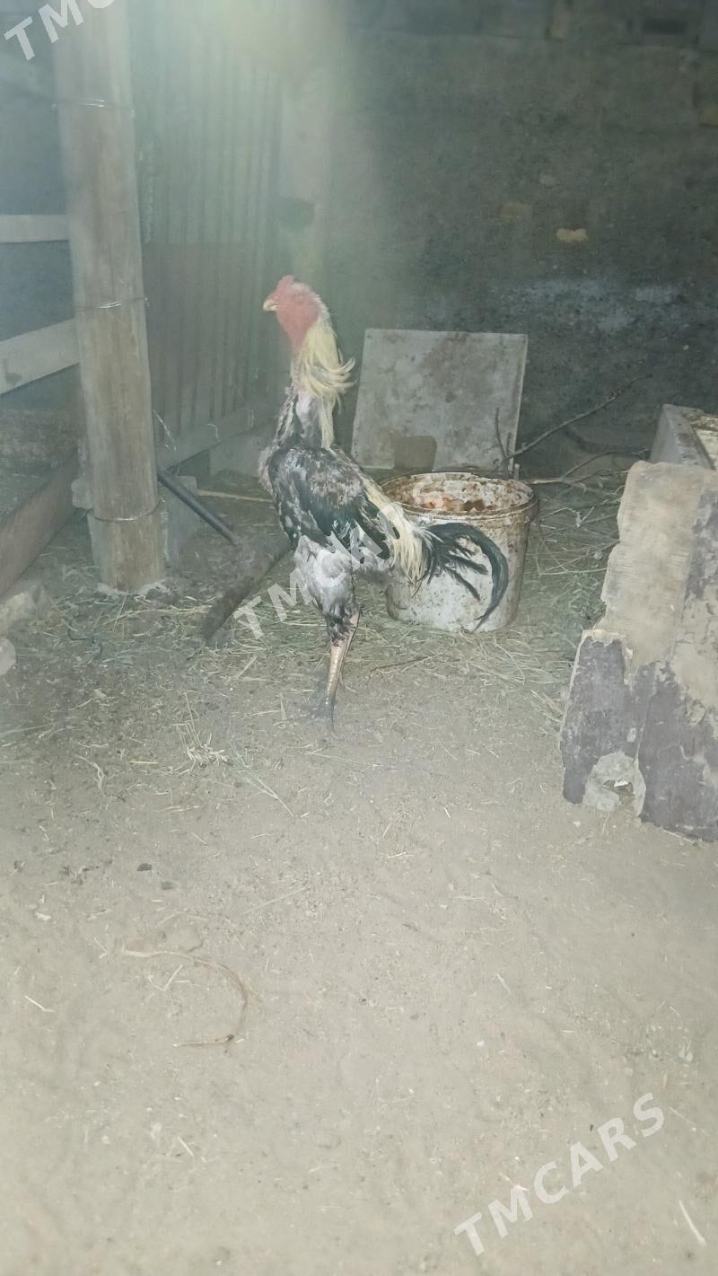 Taskent horaz - Çoganly - img 3