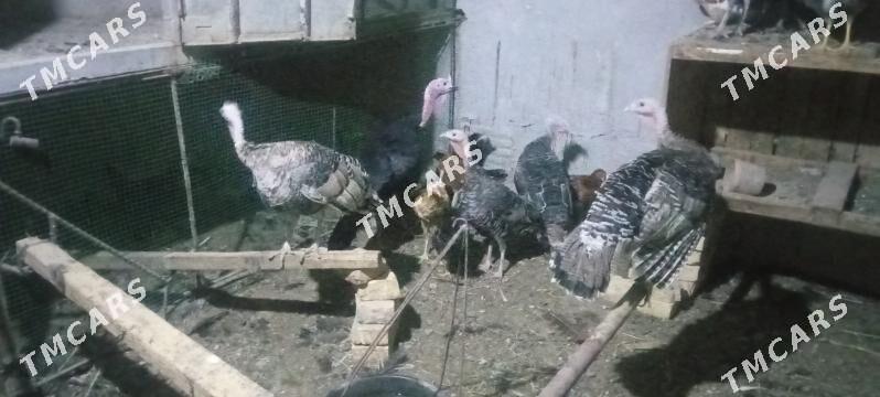 induk - Чарджоу - img 2