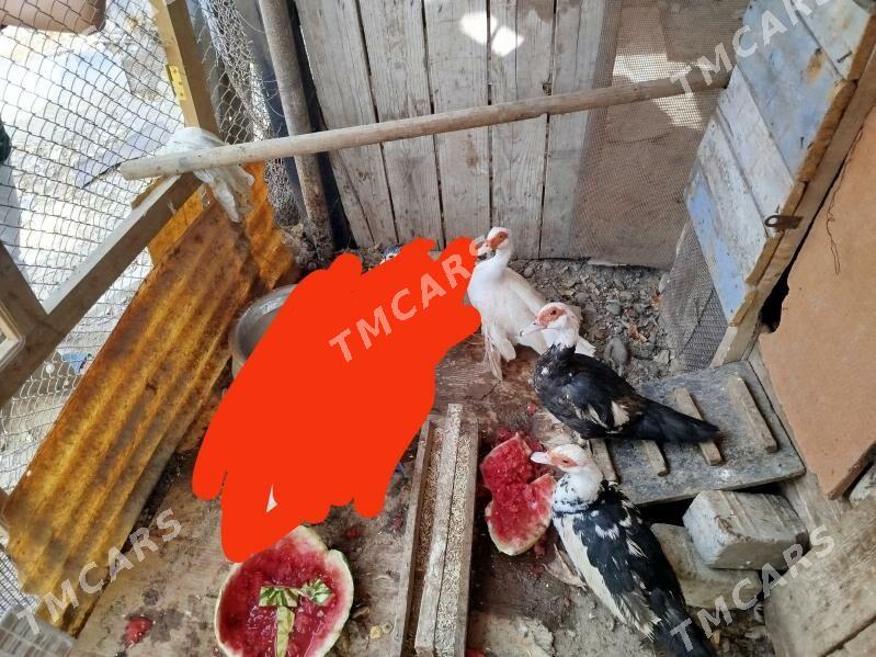indoutka - Türkmenbaşy - img 2