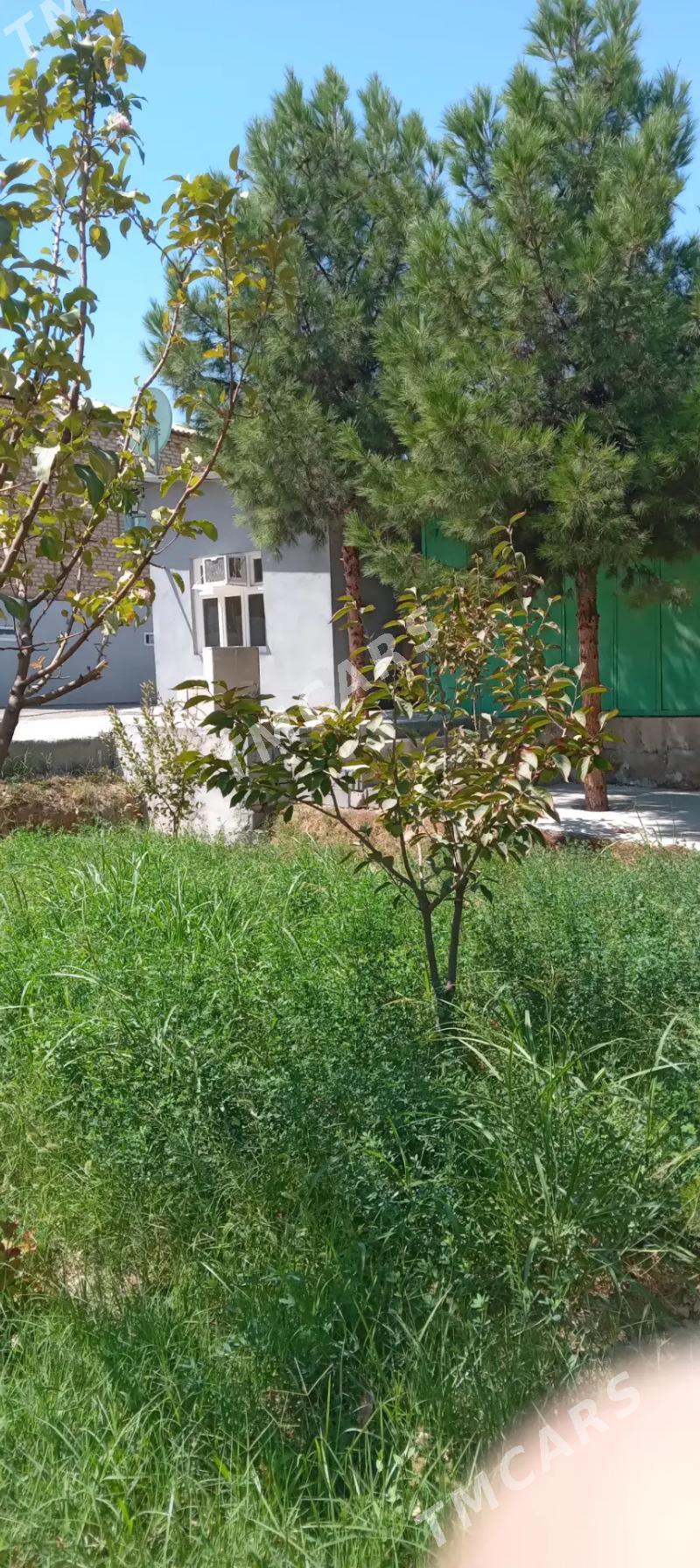 Köşi - Köşi - img 3