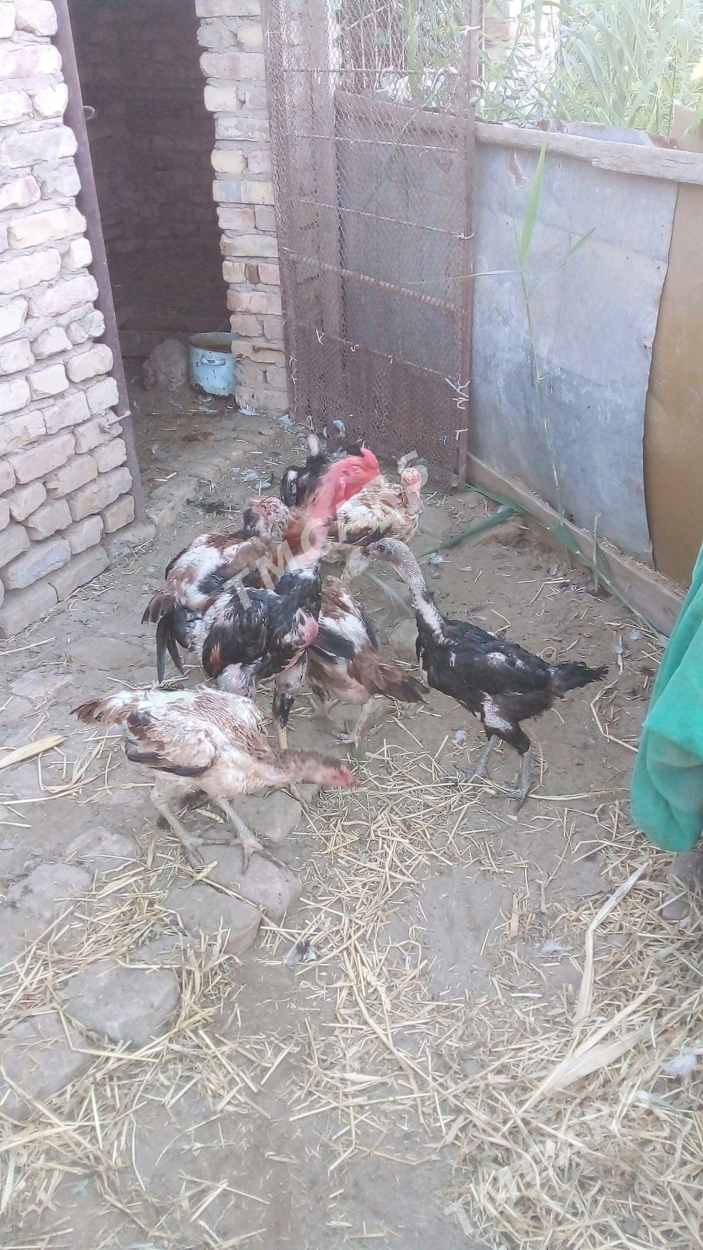 Özbek horaz towuklar - Türkmenabat - img 2