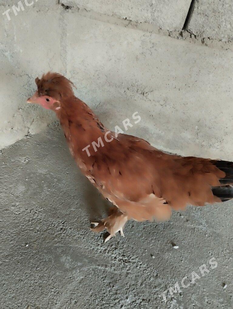 Horaz towuk - Gyzylarbat - img 2