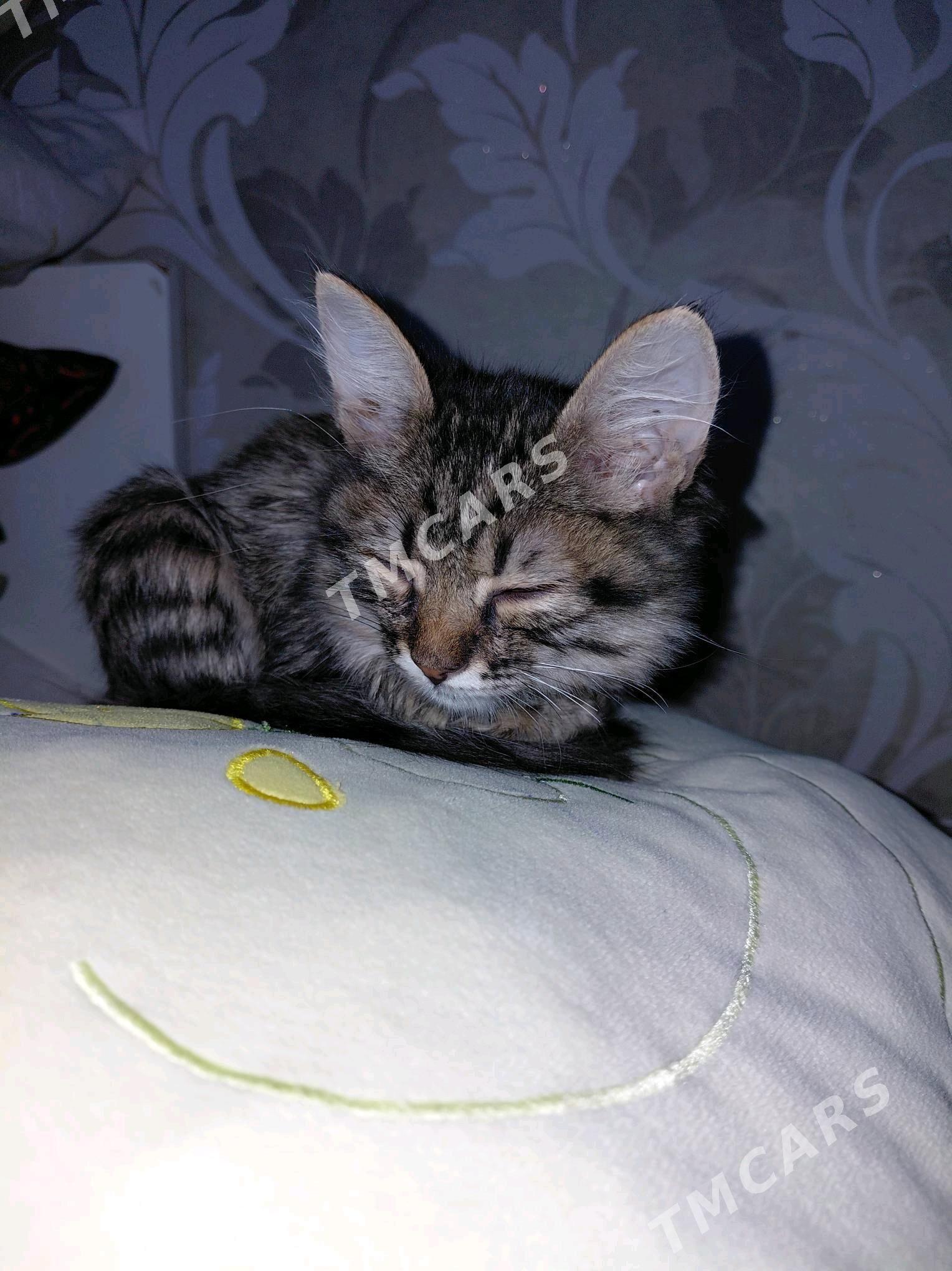 котенок - Parahat 2 - img 2