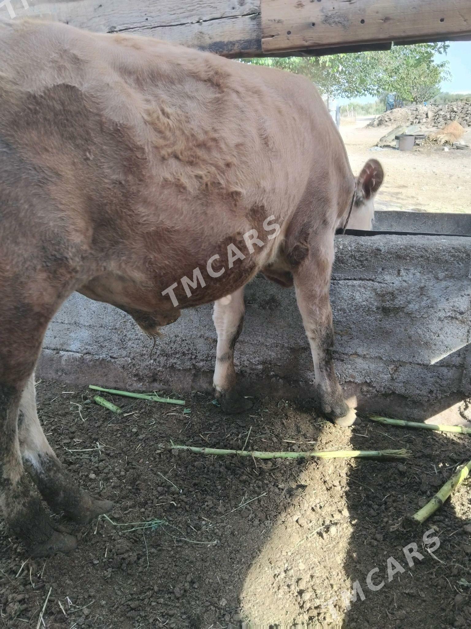 õkùz - Täze zaman - img 3