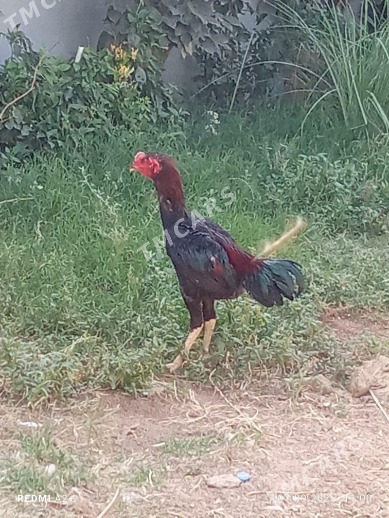 taşkent horaz - Gökje - img 3
