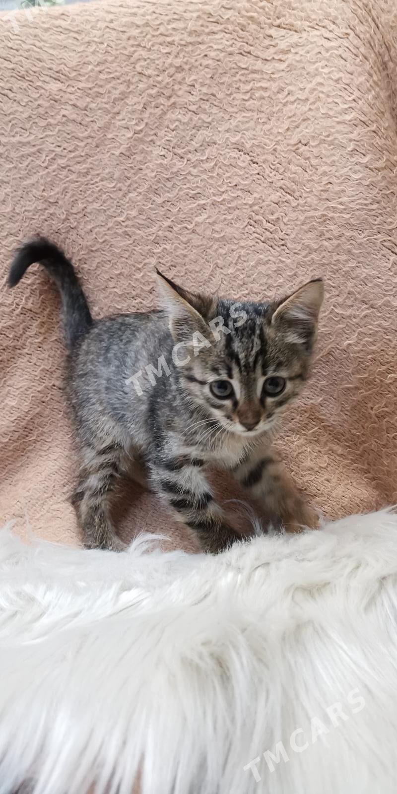Котёнок - Aşgabat - img 6
