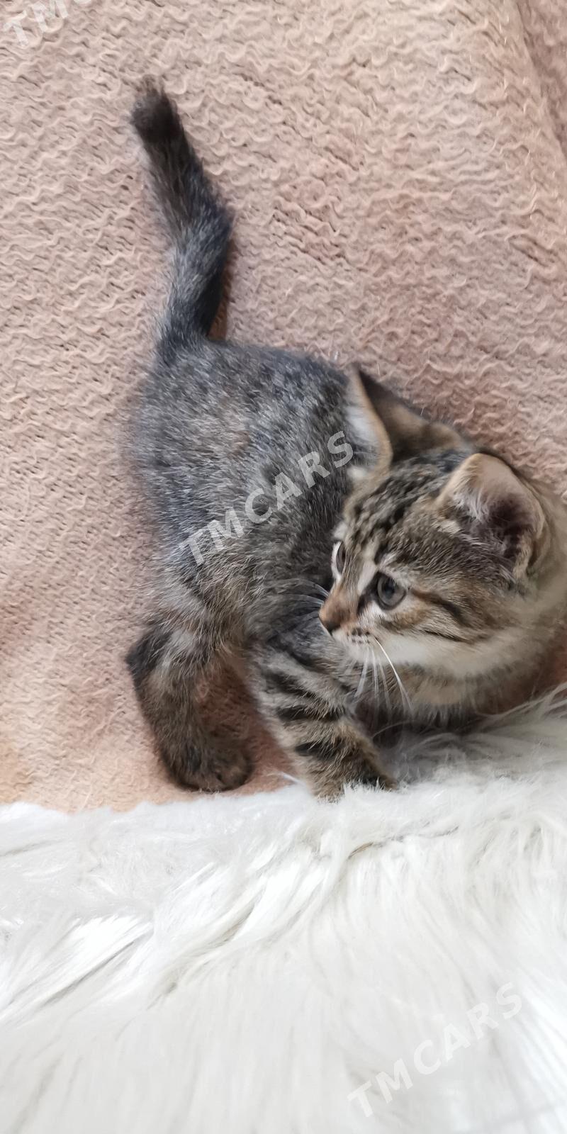 Котёнок - Aşgabat - img 3
