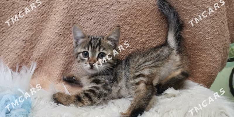 Котёнок - Aşgabat - img 5