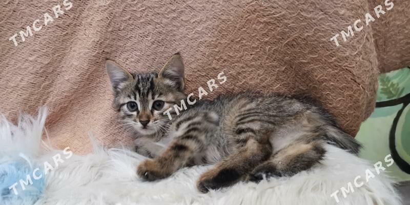 Котёнок - Aşgabat - img 4