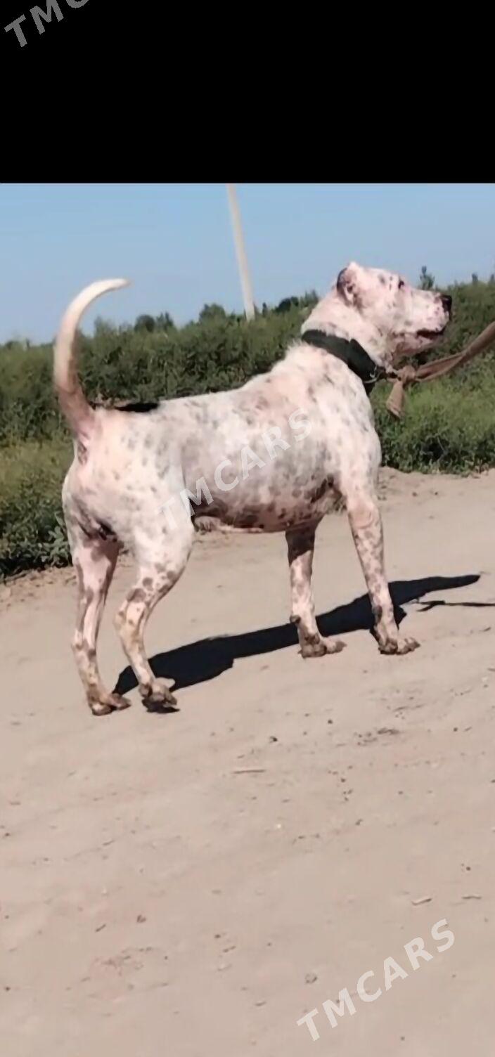 pitbul roller - Şabat etr. - img 2
