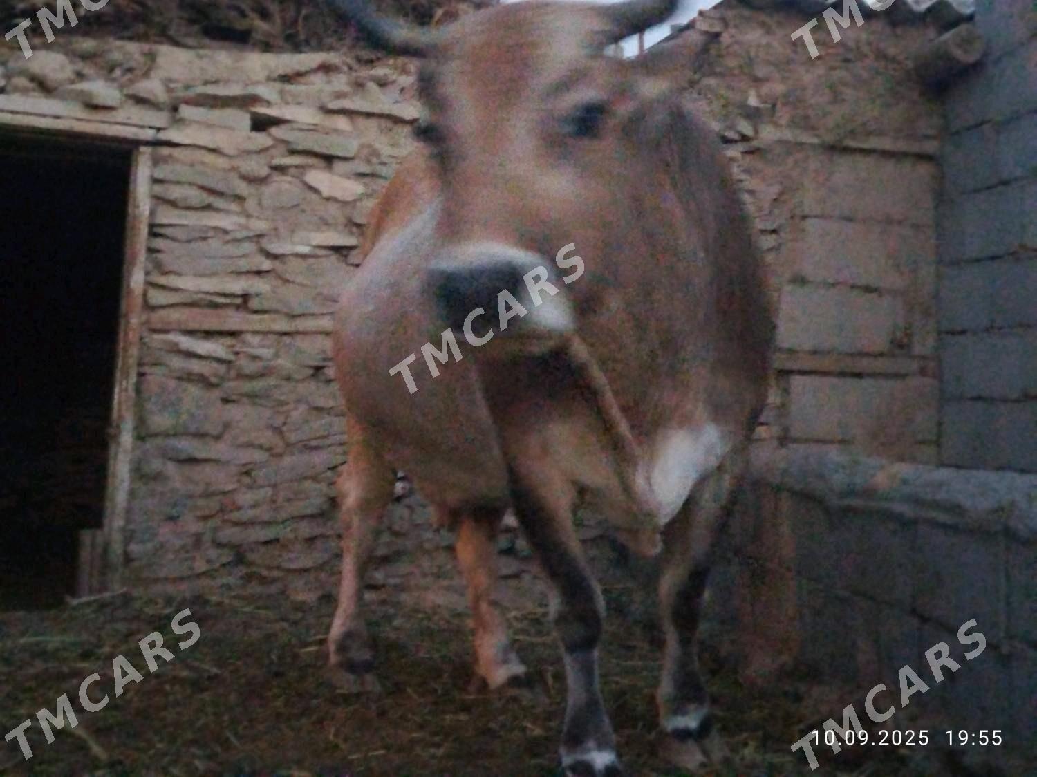 Arassa şiwit bogoz sygyr - Bäherden - img 7