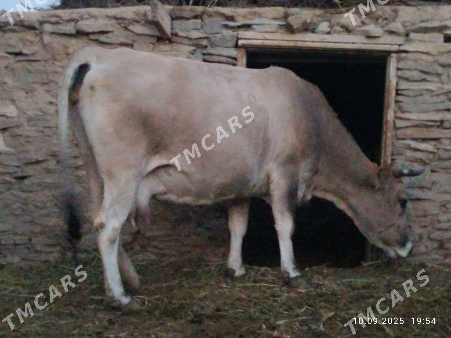Arassa şiwit bogoz sygyr - Bäherden - img 8