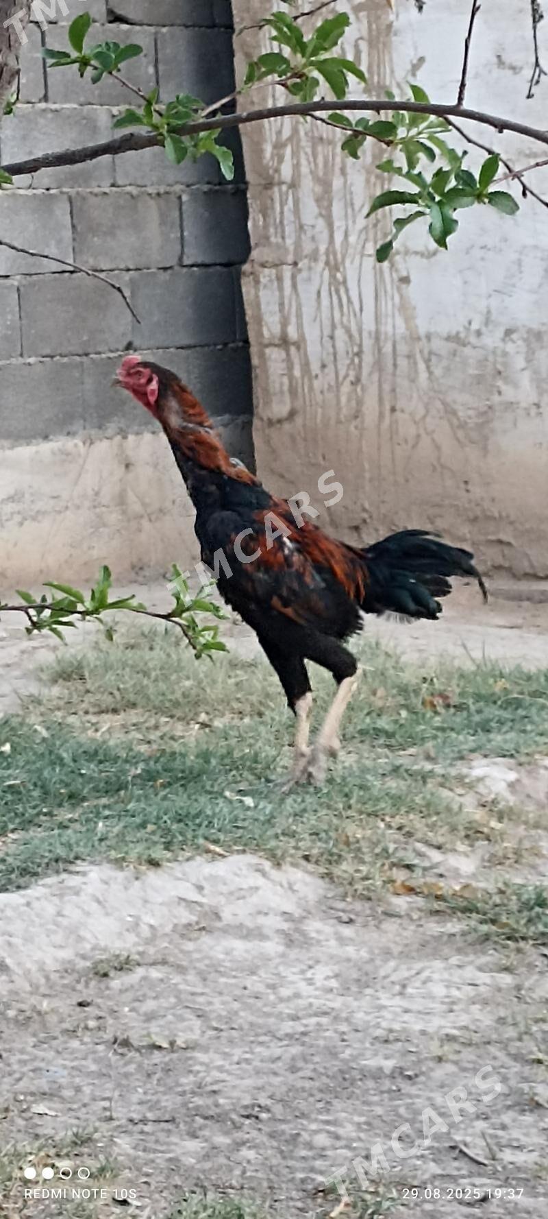 Tasgent - Aşgabat - img 3
