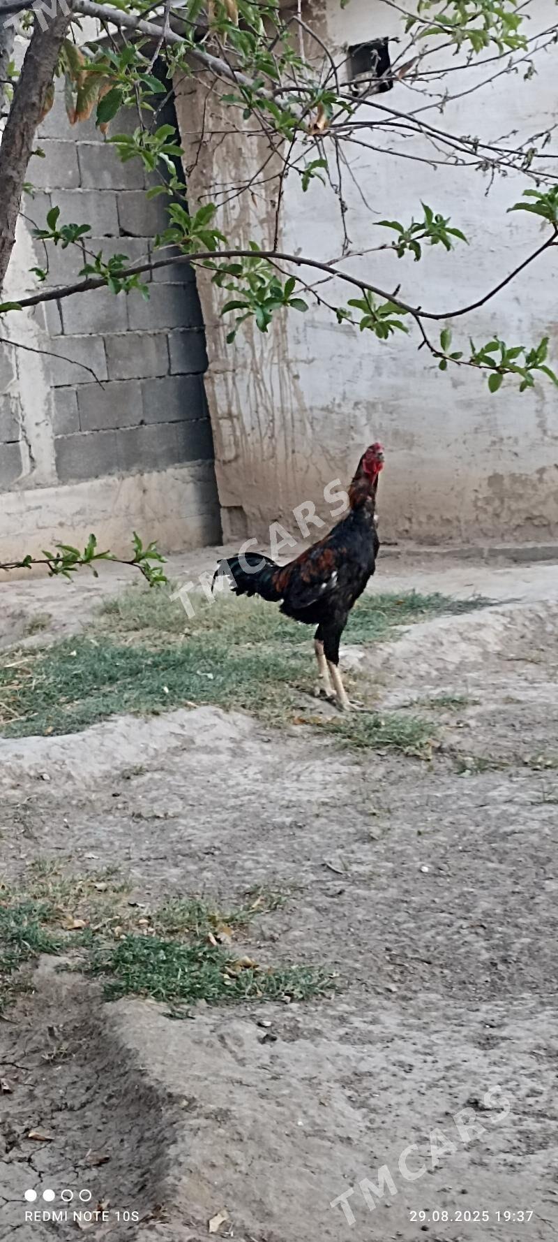 Tasgent - Aşgabat - img 7