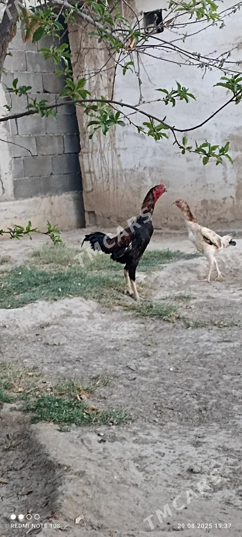 Tasgent - Aşgabat - img 6