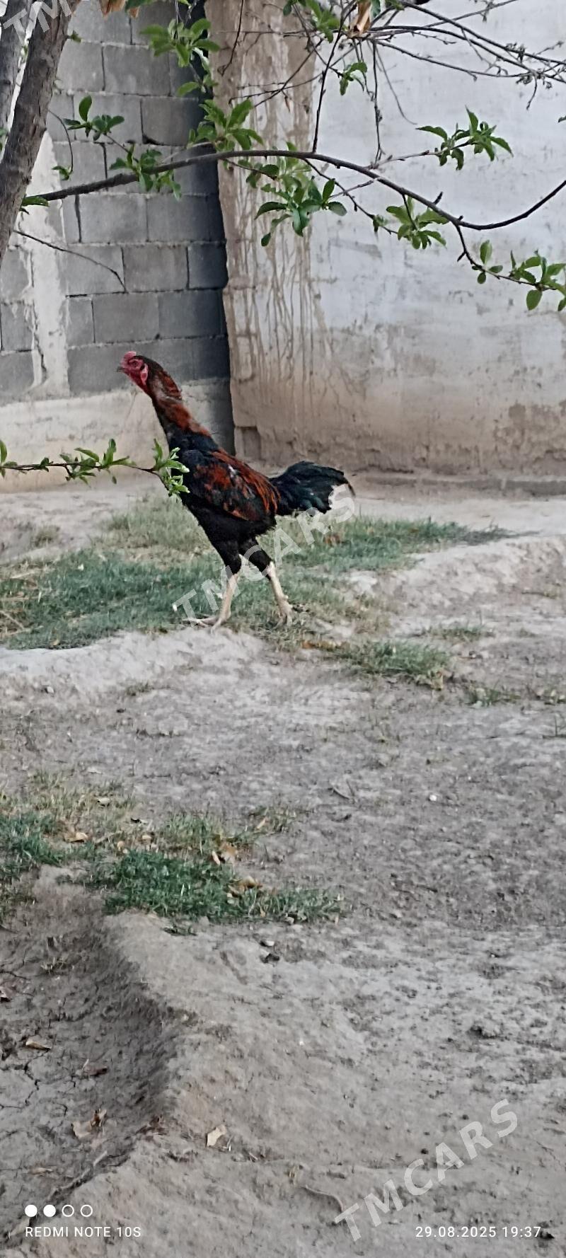 Tasgent - Aşgabat - img 4