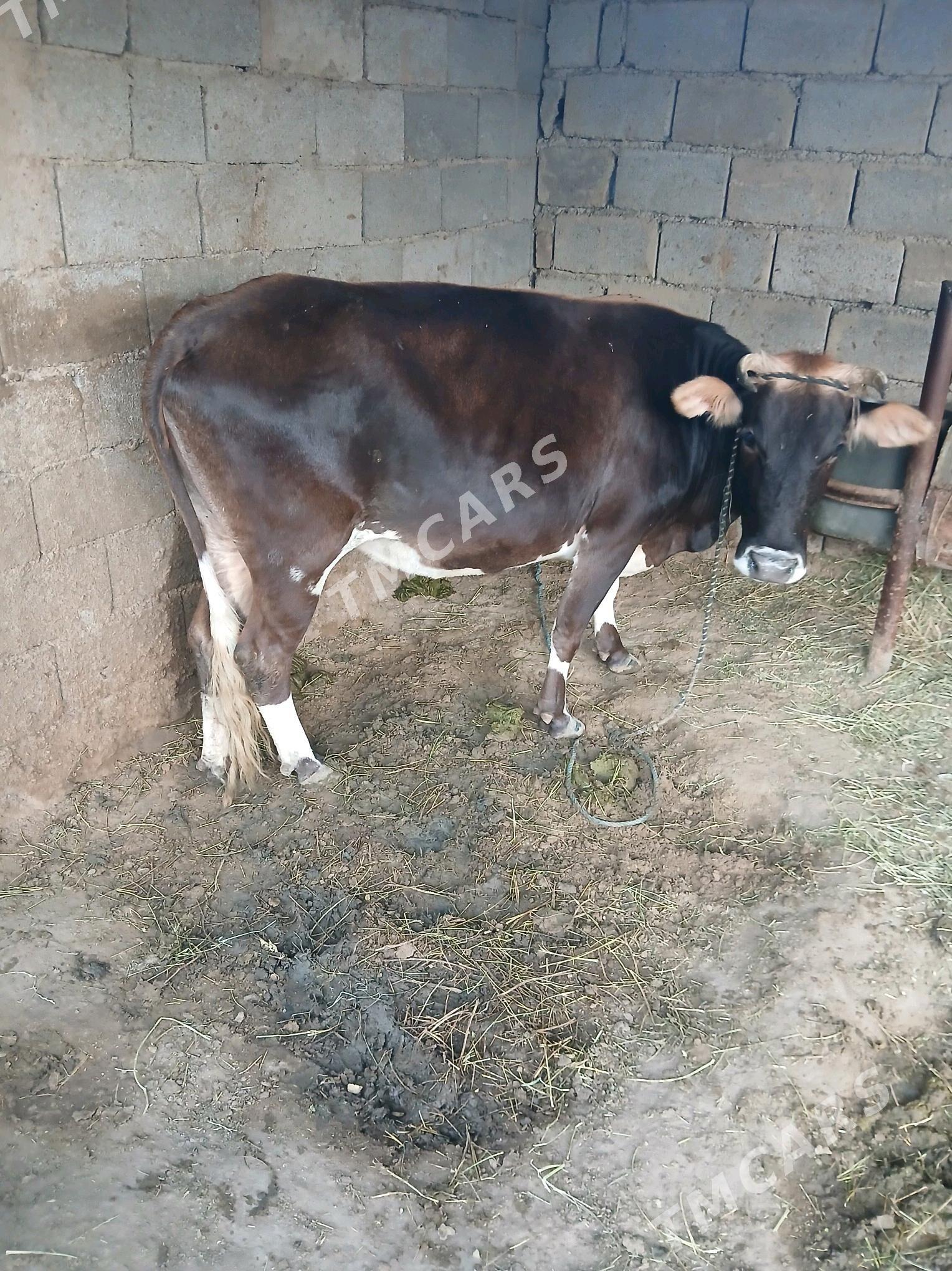 Gysyr sygyr - Gökje - img 2