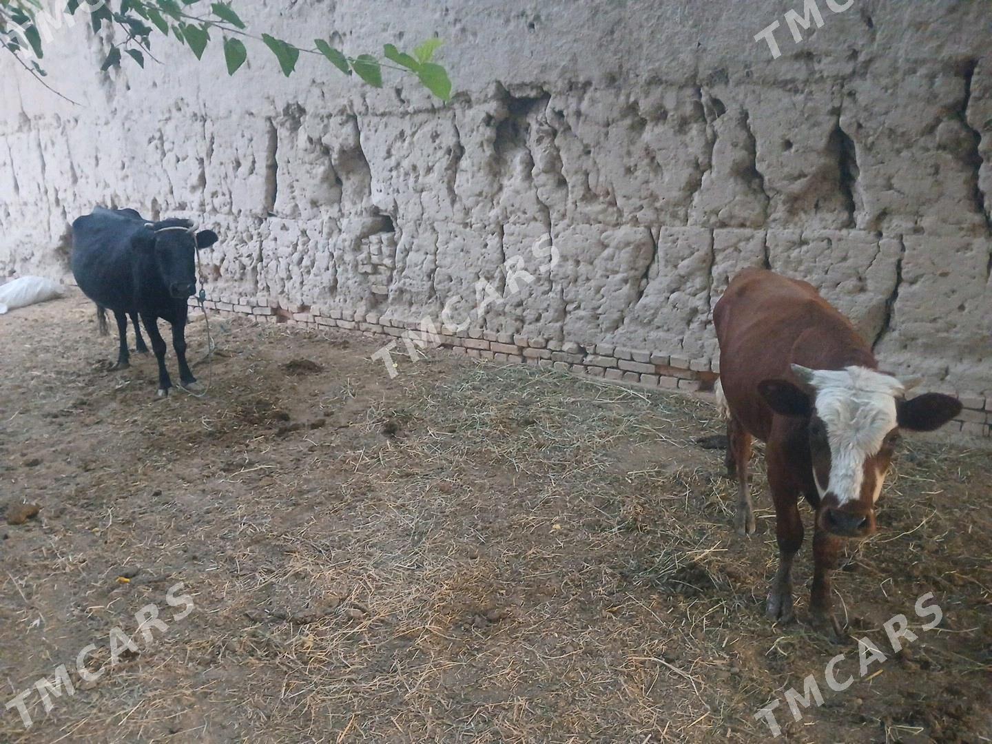 mal - Şabat etr. - img 2
