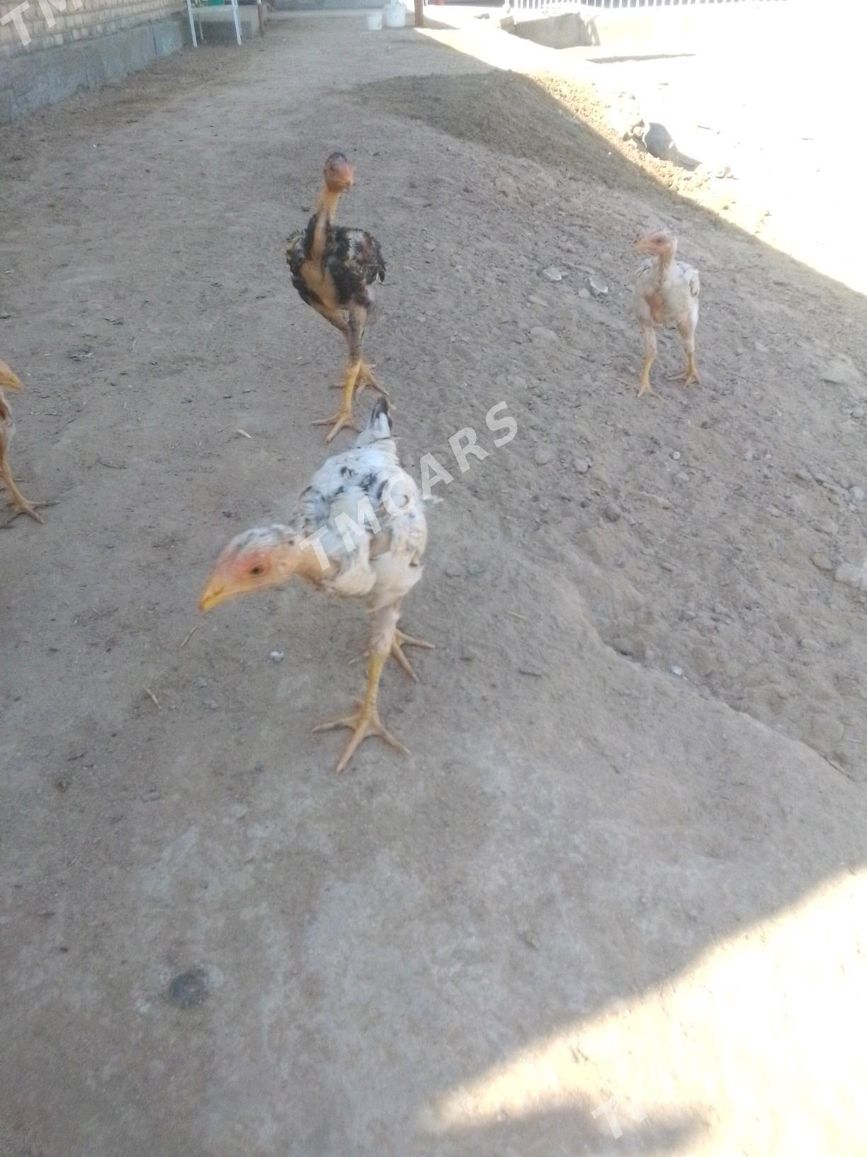 Taşkent júje - Mary - img 3