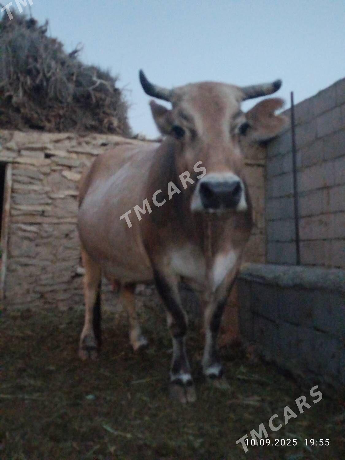 2 sanak şiwit bogoz sygyr - Бахарден - img 4